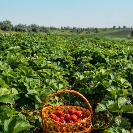 Picking fruits on strawberry field, Harvesting on strawberry farm. Straw basket full of fresh strawberries. Woman picking berries on farm, strawberry crop, harvesting.